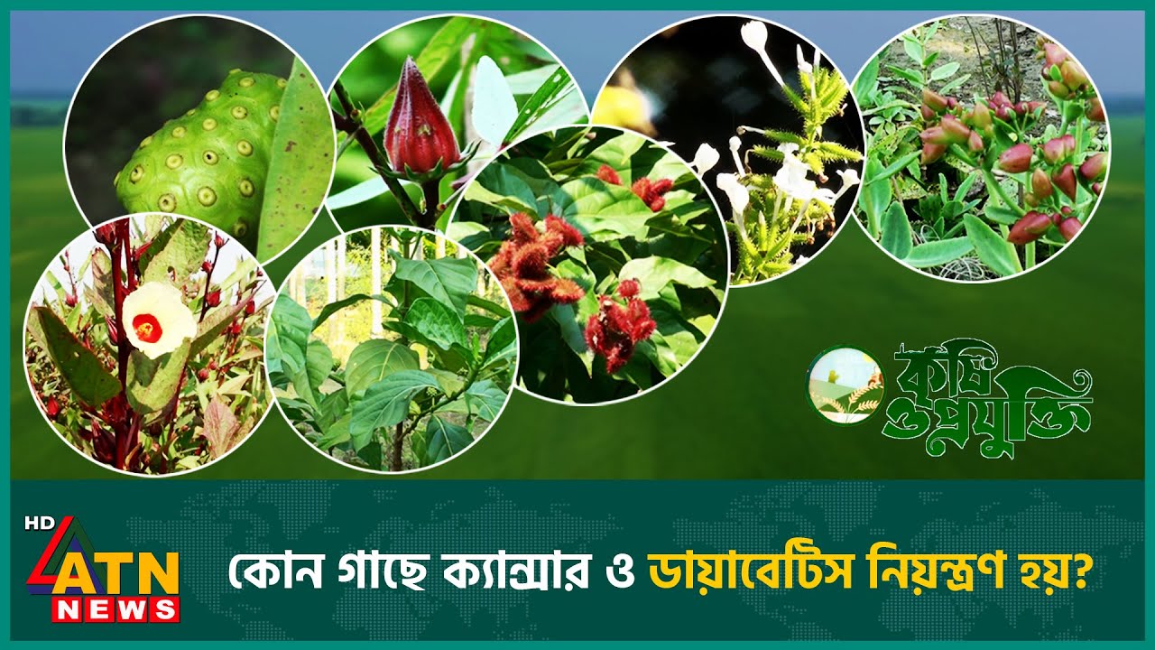 ৬৩১ প্রজাতির ভেষজ গাছ কিভাবে চিনবেন? | Krishi O Projukti | Agriculture | 31 Jan 2026 | ATN News