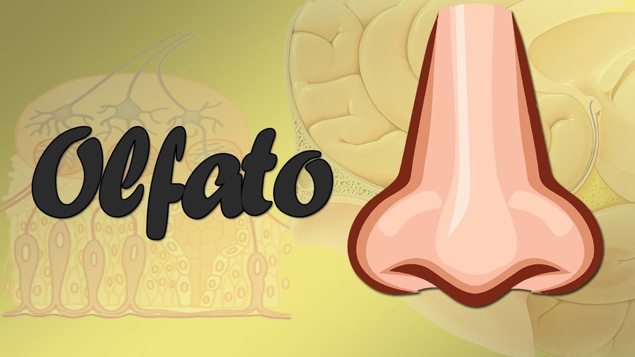 Sentido del Olfato - Fisiolog&iacute;a
