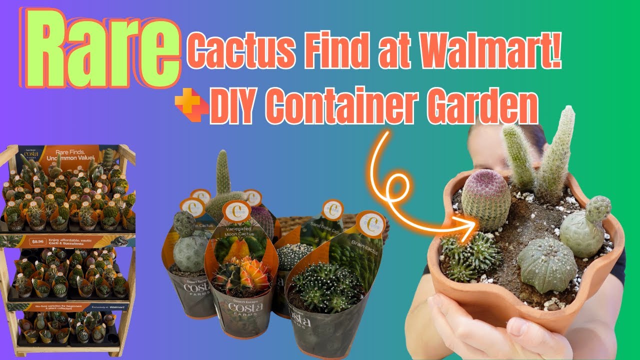 I Found a RARE Costa Farms Cactus at Walmart! 🌵🛒 + DIY Cactus Garden