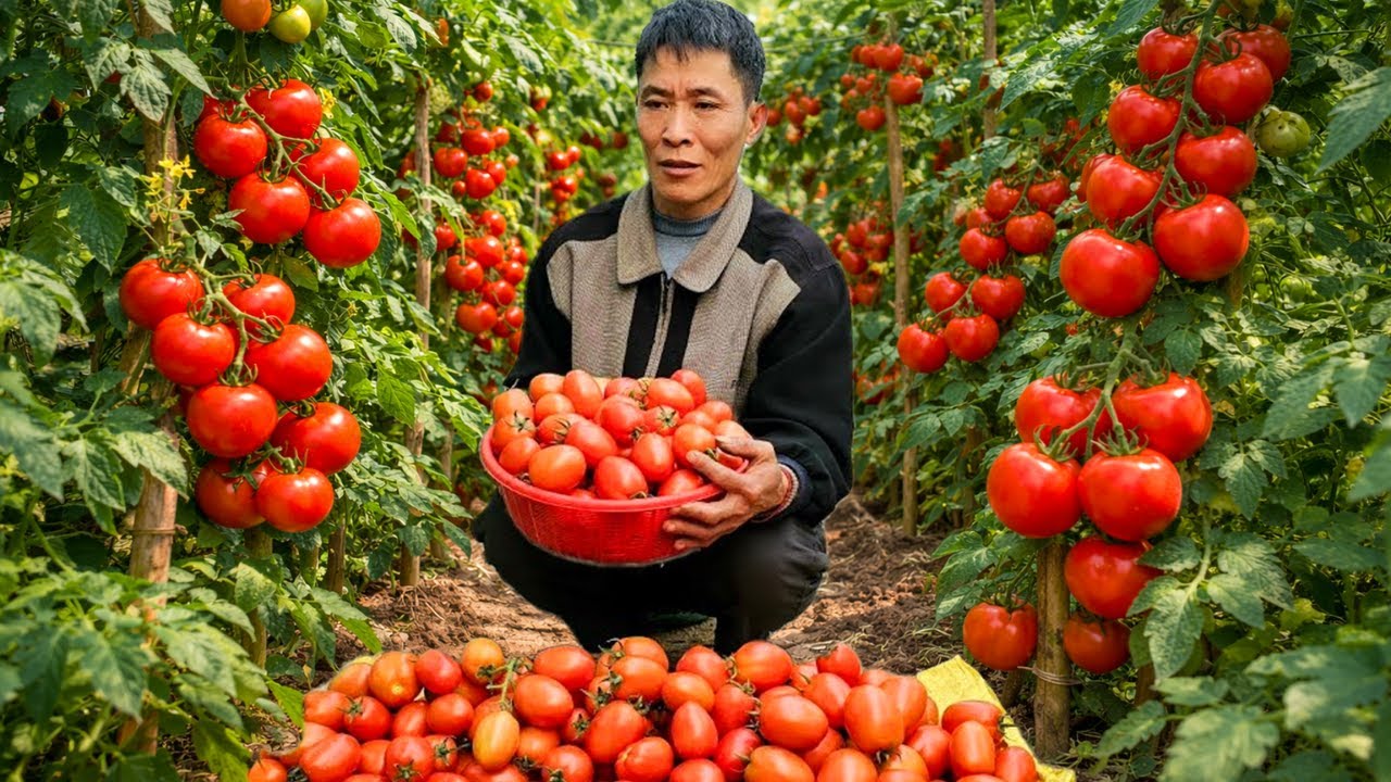 From Tomato Harvest to Market Sale | Building a Farm & Caring for Pets Daily