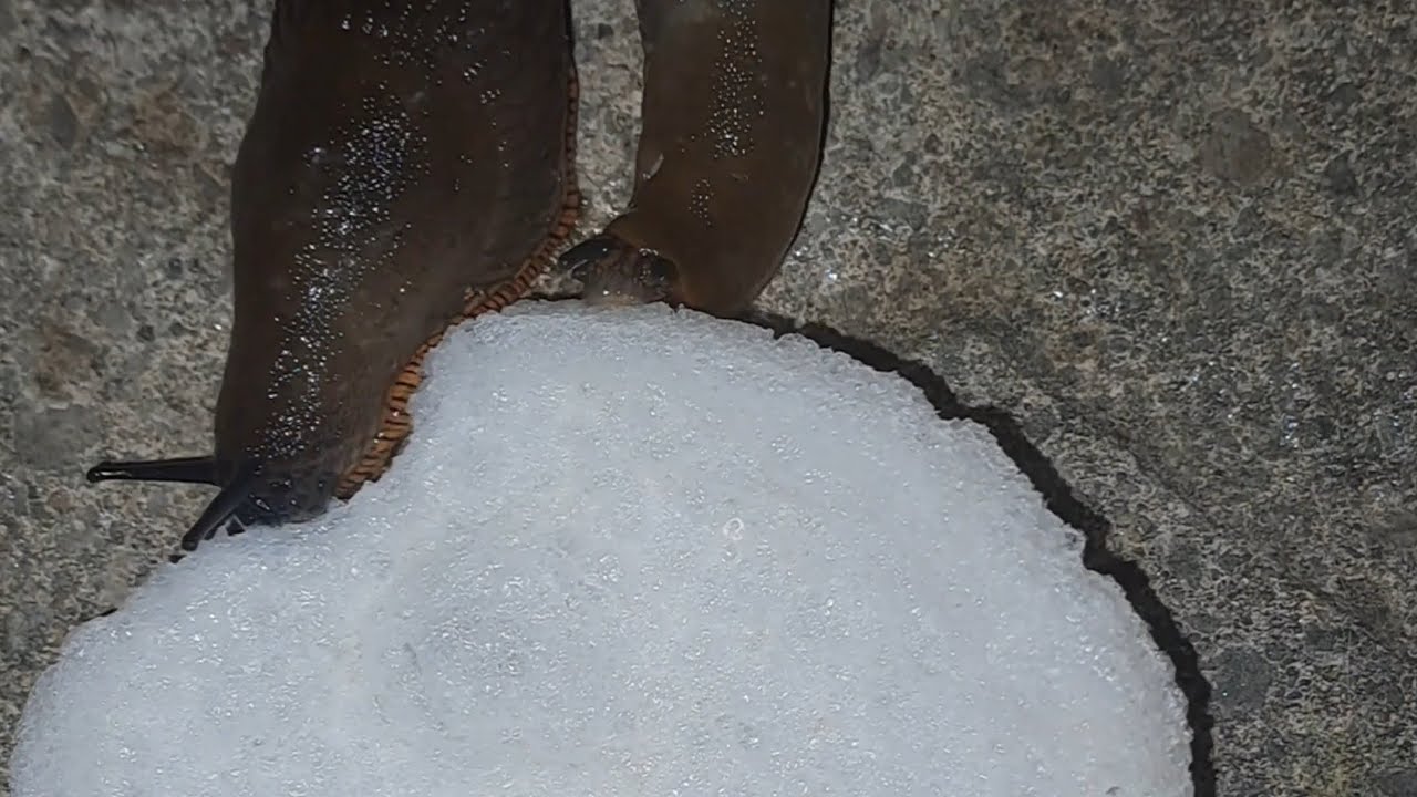 Time-Lapse of Slugs Feasting on a Prawn Cracker