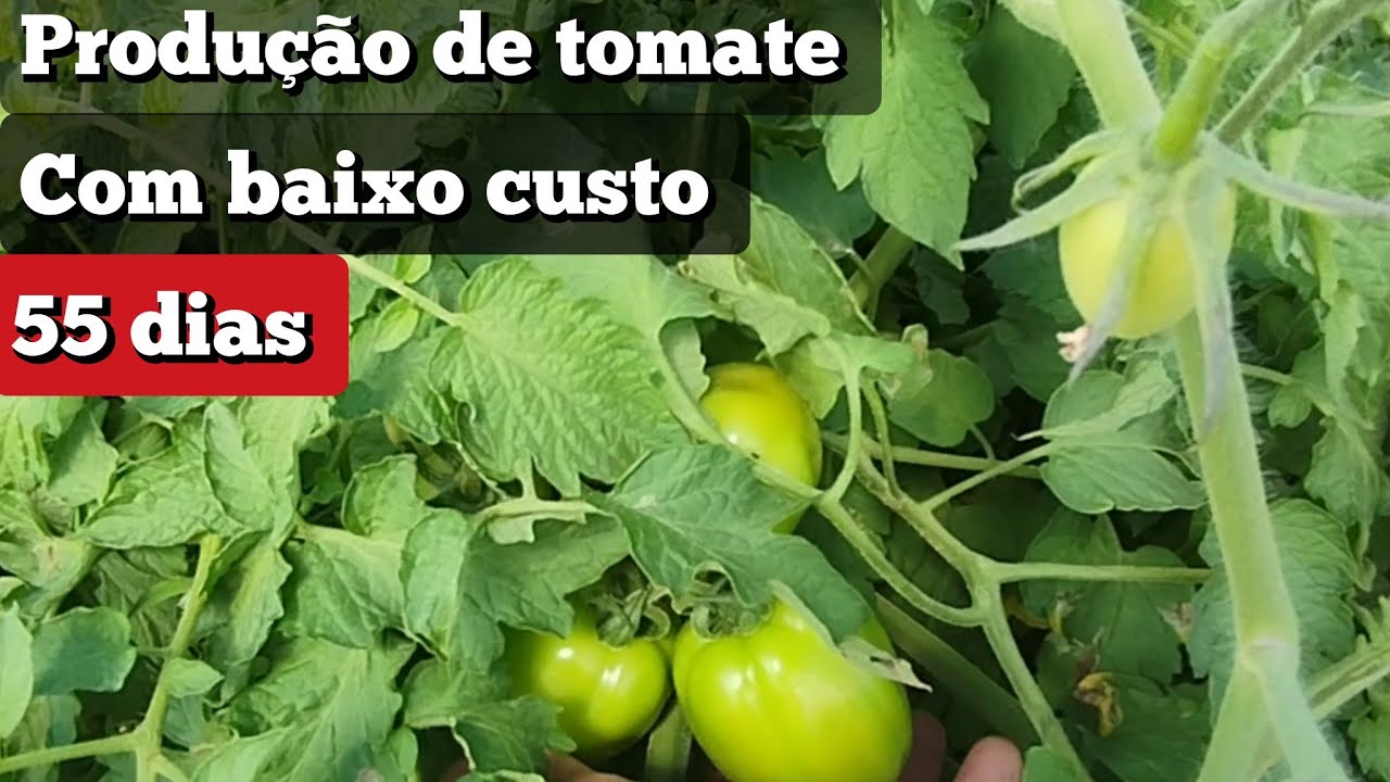 tomate rasteiro com 55 dias