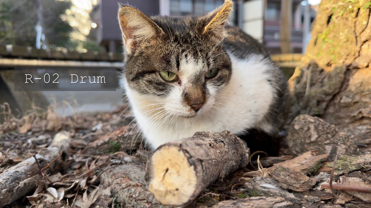[D-12] Riverside Cat Log #07 | R-02 Drum（定例巡回報告）