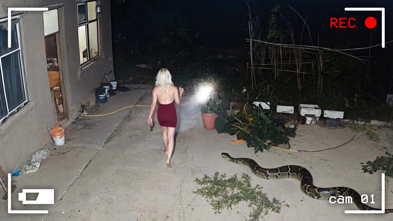 Damn Nature You Scary | Rare and Scary Animal Encounters