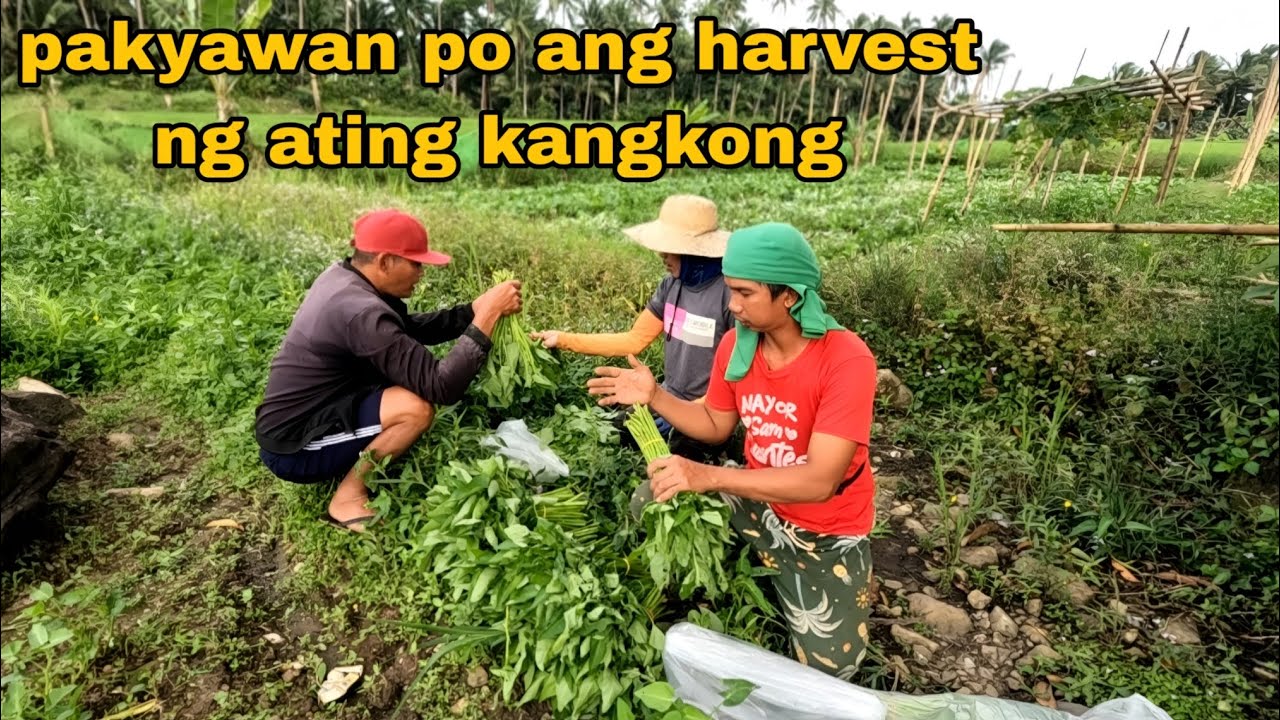 Panimula na po ulit sa kangkong harvest