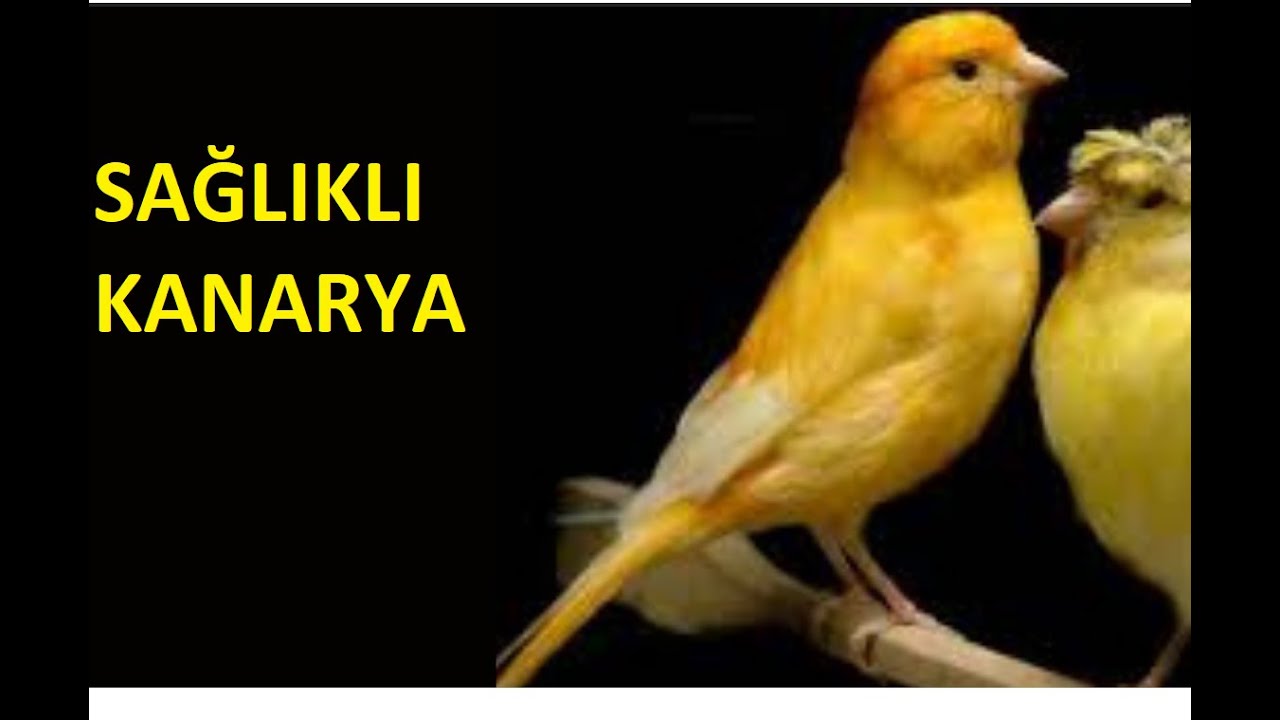Tamamlayıcı Yemler 3(B Vitamini,Vitamin E Selenyum,Bira Mayası,Yavru Vitamini)
