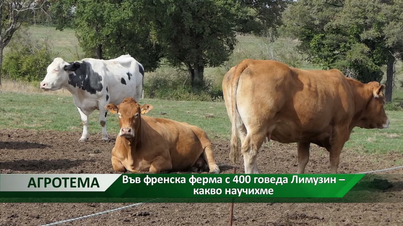 Агротема: Във френска ферма с 400 говеда Лимузин – какво научихме, автор: Анета Божидарова