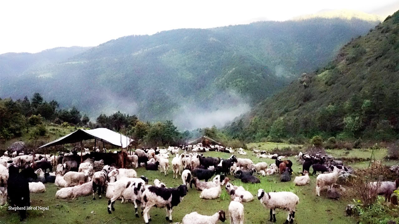 sheep farm on the upper hill  || Rural Nepal Quest ||