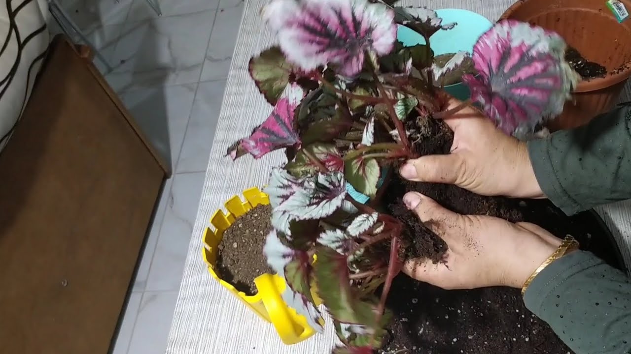 REX BEGONYA ÇOGALTIMI VE SAKSI DEGİŞİMİ NASIL OLUR?