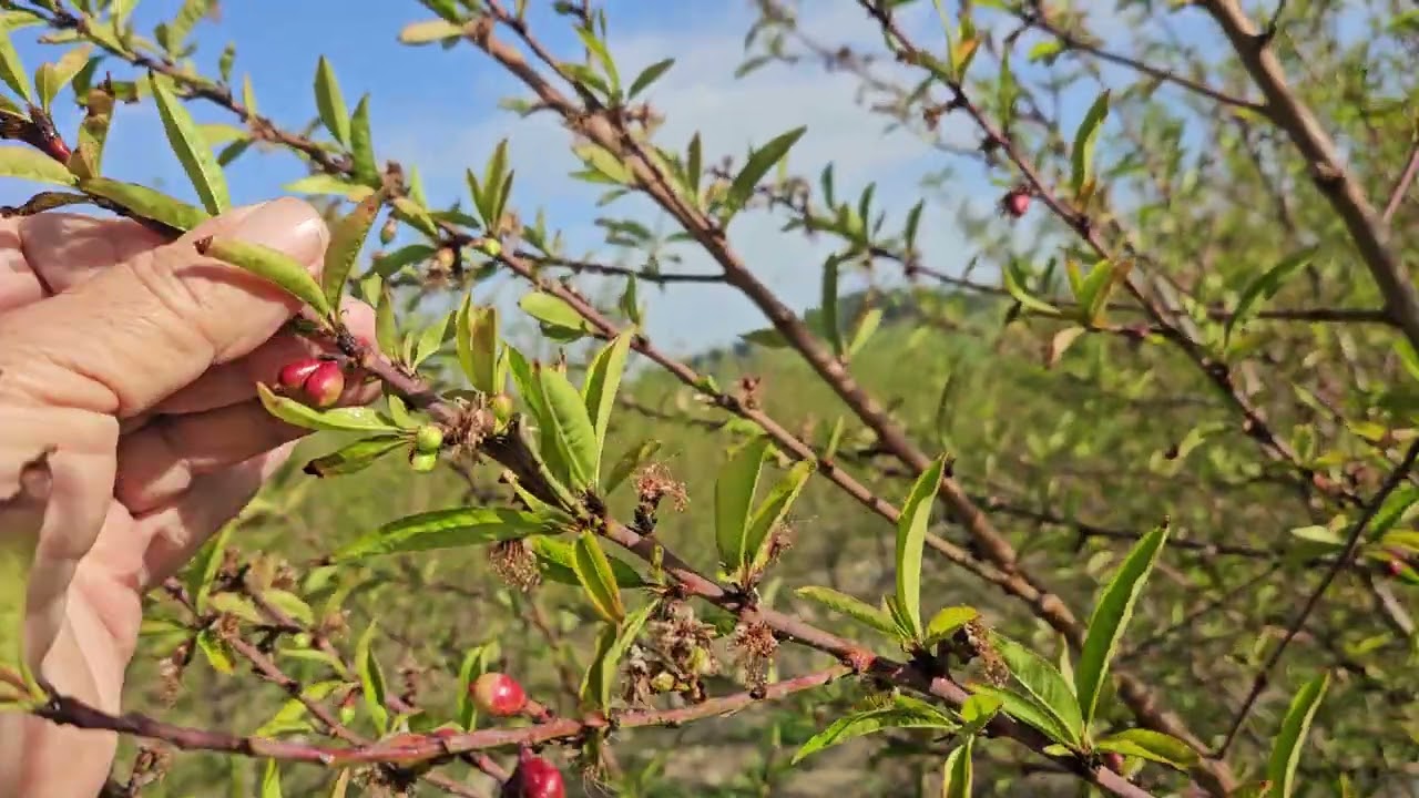 Pesco e nettarine: trattamento difesa di fine inverno- inizio primavera.
