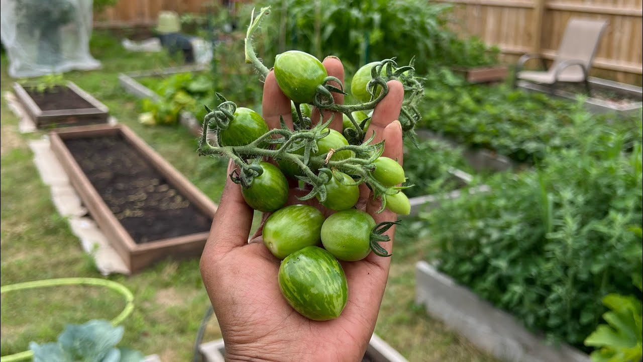 Sida aan Yaanyada 🍅 ugu Beero Guriga iyo Sida aan u Daryeelo