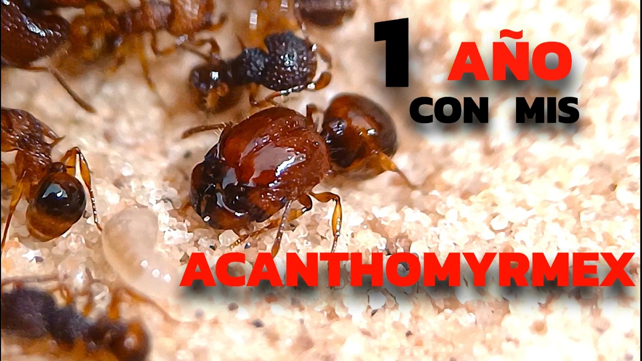 ¿Cómo Crié Estas Asombrosas Hormigas Durante 365 Días?