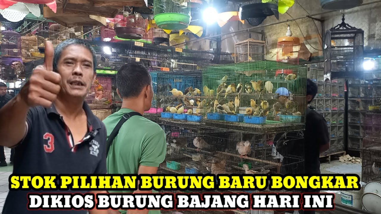 BURUNG BARU DIBONGKAR DIKIOS BAJANG HARGA JUAL MURAH-MURAH!!!PASAR BURUNG PRAMUKA HARI INI TERBARU