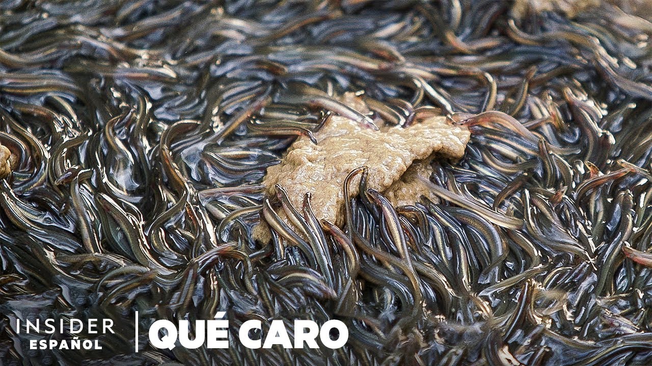 Por qué las anguilas son tan caras | Qué caro | Insider Español