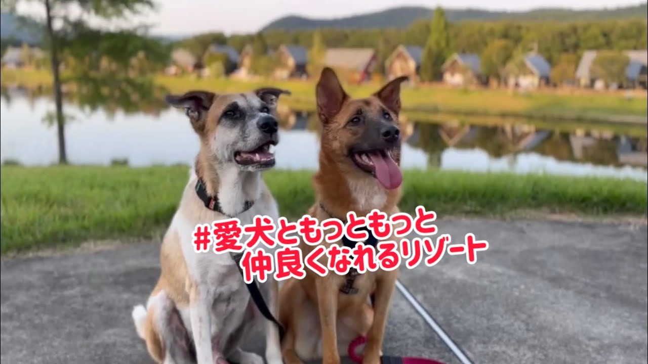 ワンちゃん楽しいお泊まり施設♪