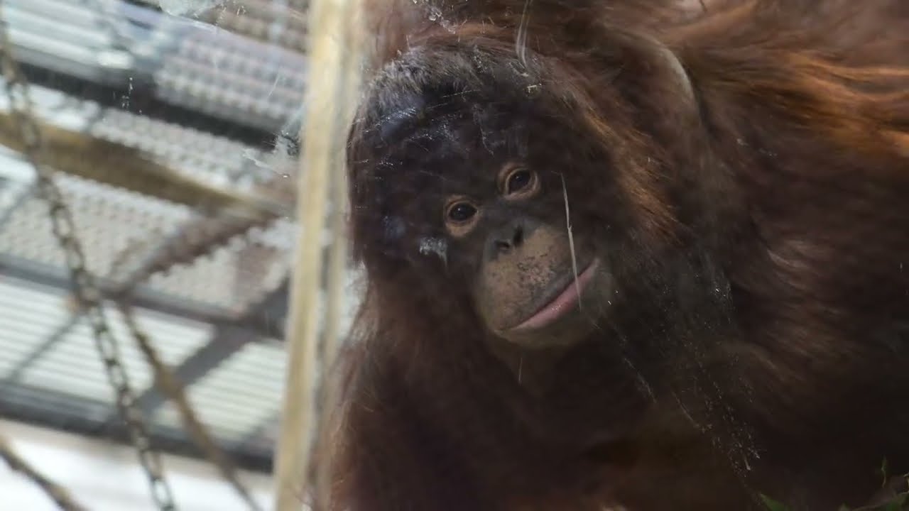 とべ動物園 モンキータウン 類人猿舎 ボルネオオランウータン ジェニファー♀一般公開