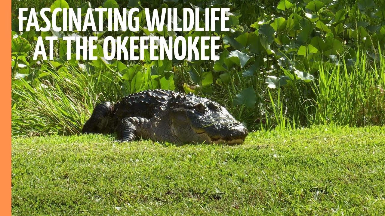 Fascinating Wildlife at the Okefenokee National Wildlife Refuge | Full Documentary