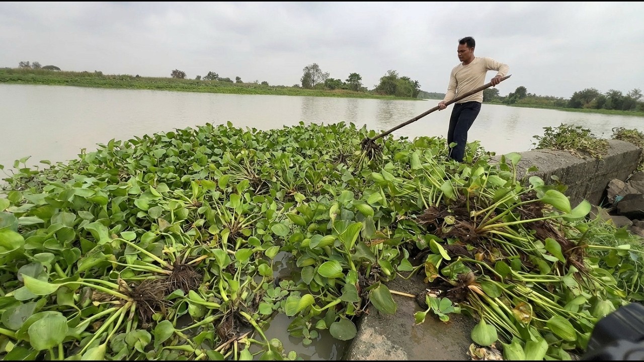 Remove Massive Plants Blocked Dam Water