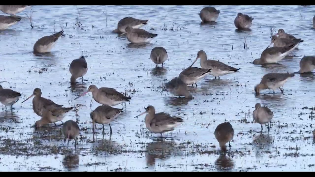 Godwits at Marshside RSPB Reserve   -  January 2023