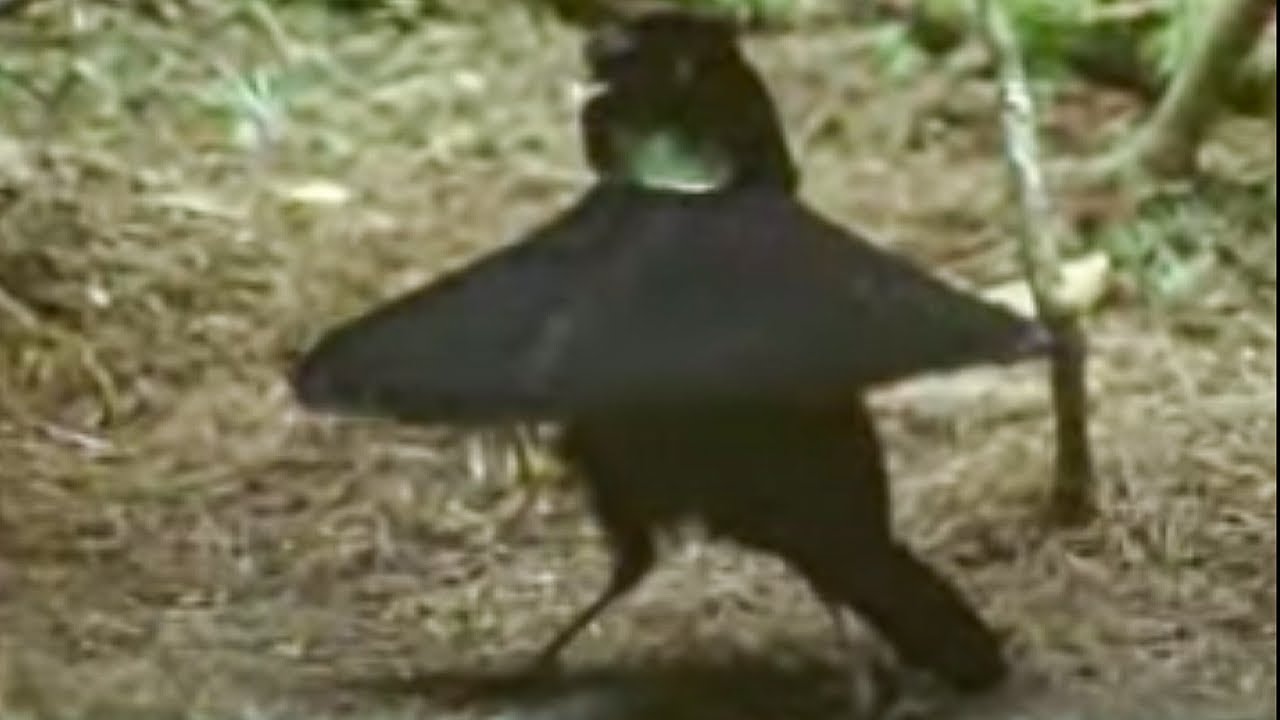 Beautiful Plumed Bird of Paradise | David Attenborough | BBC Studios