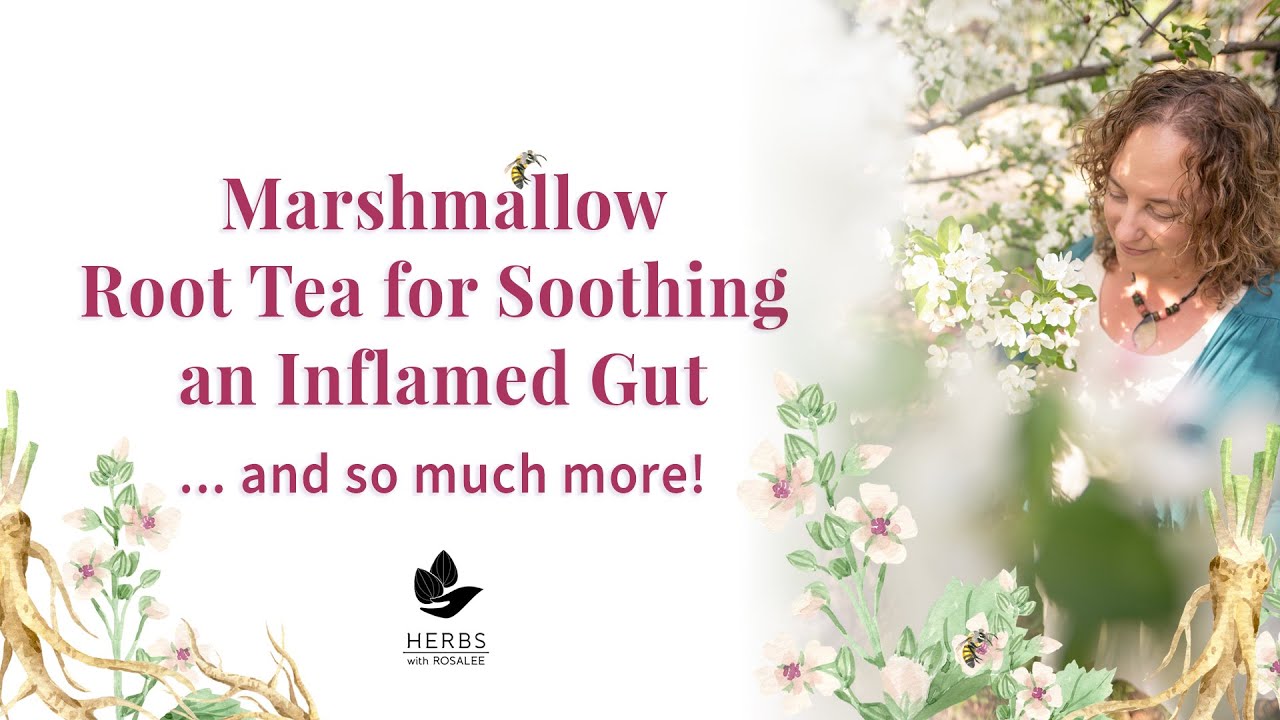 Полезные свойства корня алтея (Althaea officinalis) + Рецепт чая с корнем алтея