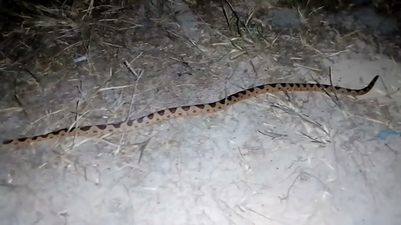 SERPIENTE VENENOSA MORTAL Mapanare terciopelo (genero Bothrops) en #venezuela #canaima #snakes