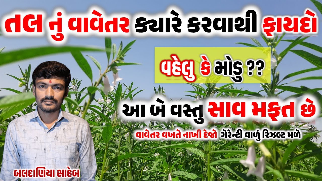 તલ ના વાવેતર નો સાચો સમય અને વાવેતર વખતે કેવી કાળજી રાખવી?