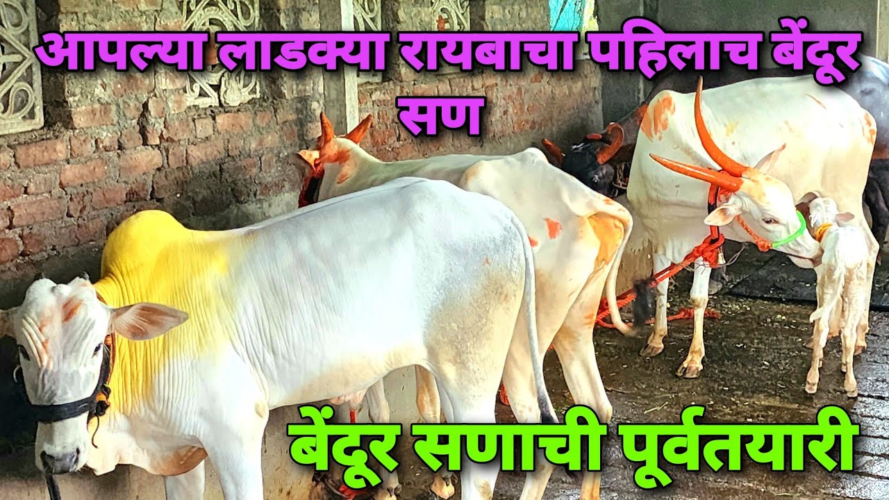 आपल्या लाडक्या रायबाचा पहिलाच बेंदूर सण 😍 बेंदूर सणाची पूर्वतयारी | Bailagada Sharyat |
