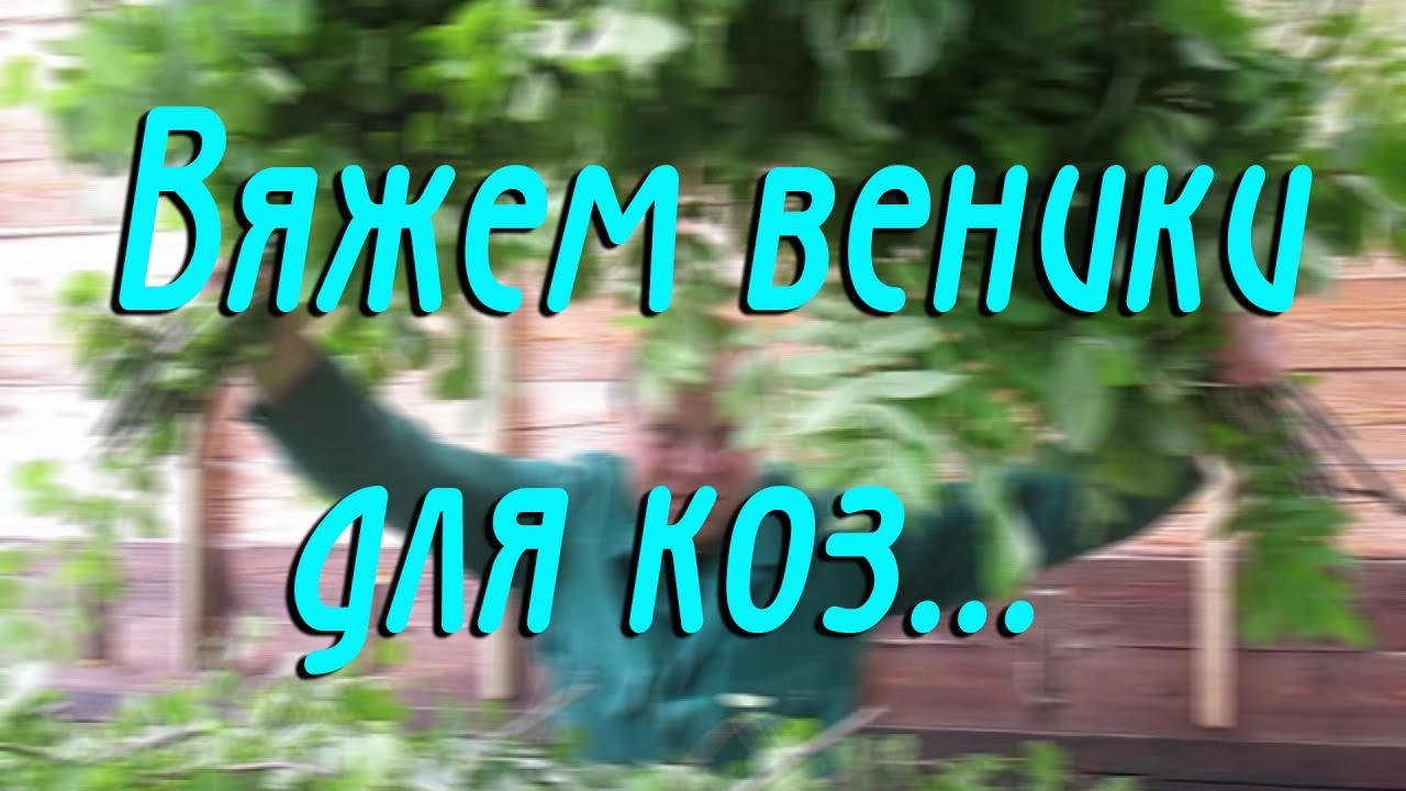 ВЯЖЕМ ВЕНИКИ ДЛЯ КОЗ / КАКИЕ ВЕНИКИ ЕДЯТ КОЗЫ