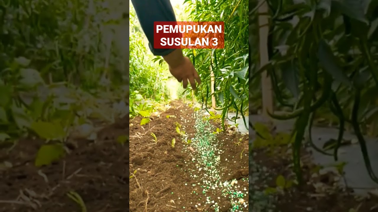 BEGINILAH CARA PEMUPUKAN CABE FASE GENERATIF #caramenanamcabe #pupukcabe #petanicabe #petanimilenial