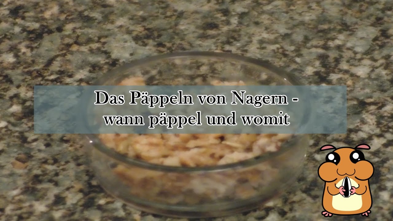 Das Päppeln von Nagern -  wann päppeln und womit