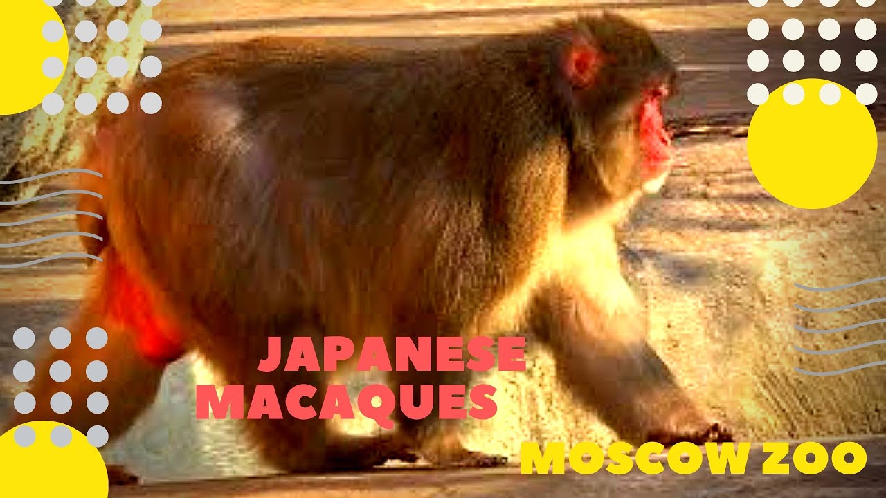 Японский макак Московский зоопарк Japanese macaques Moscow zoo ニホンザル Macaca fuscata 日本猕猴 ziminvideo