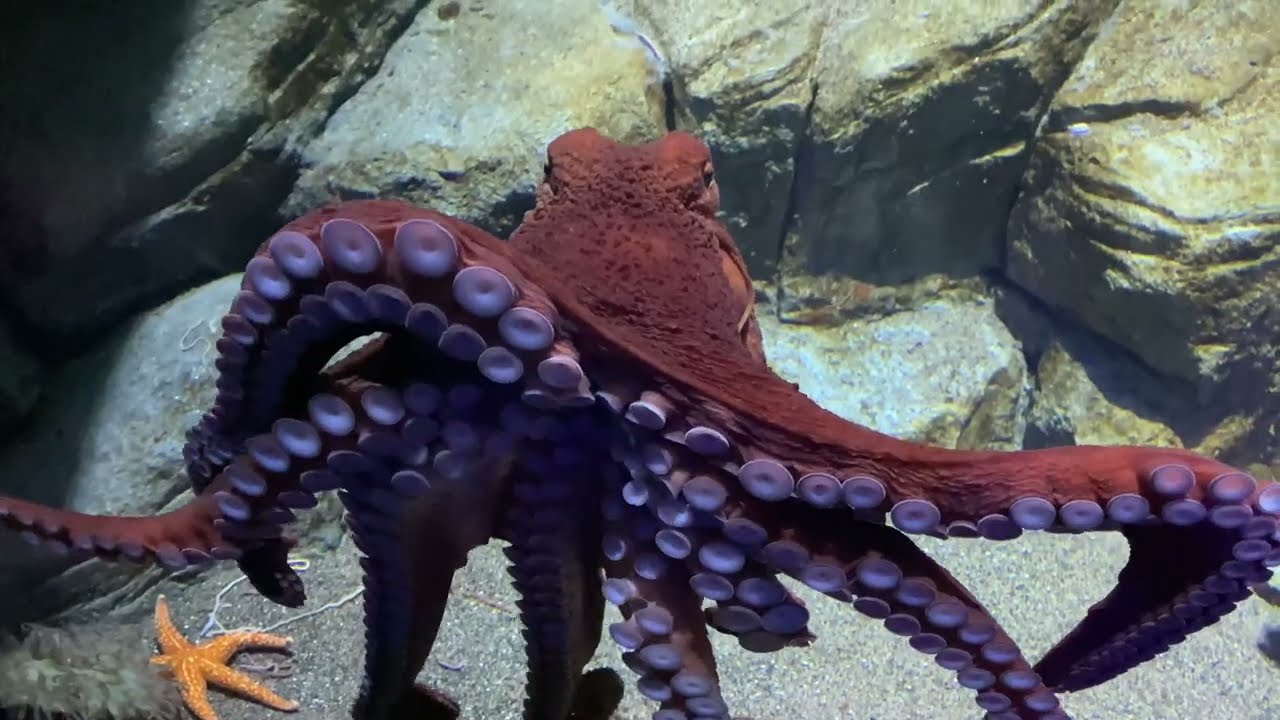 Birch Aquarium $