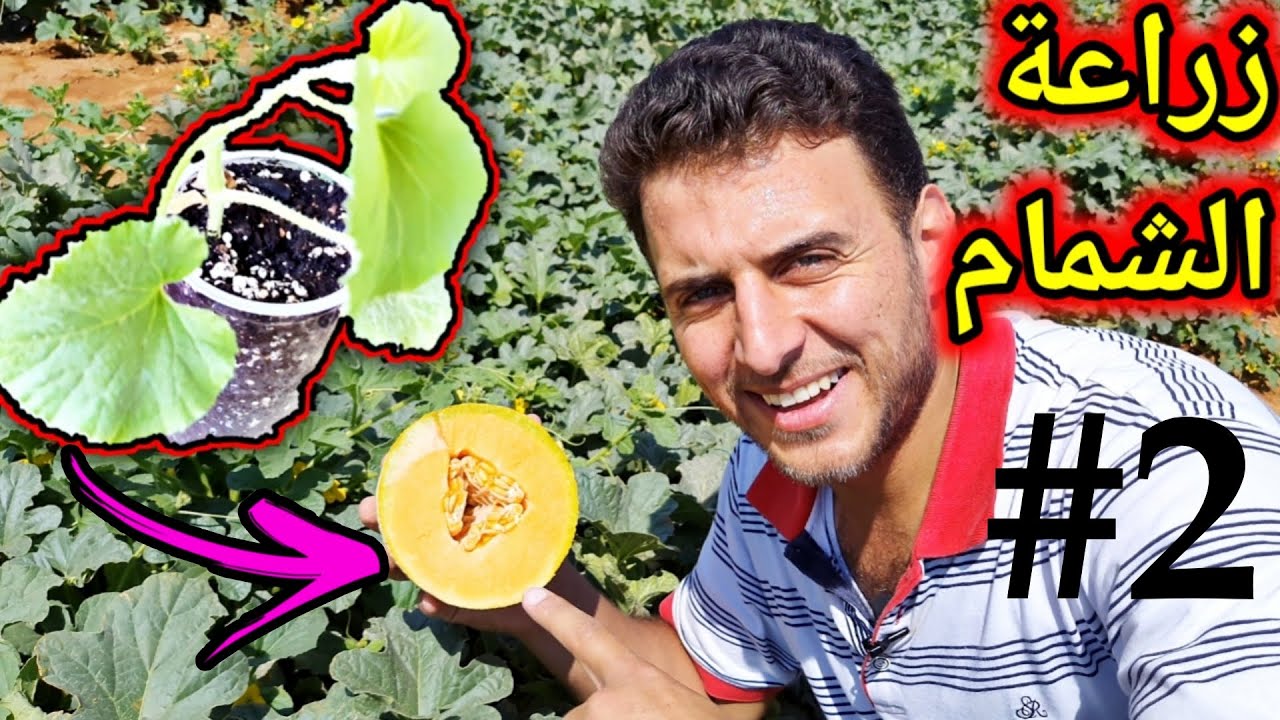البرنامج السمادي الكامل لزراعة الشمام من البذور 🍈 #2