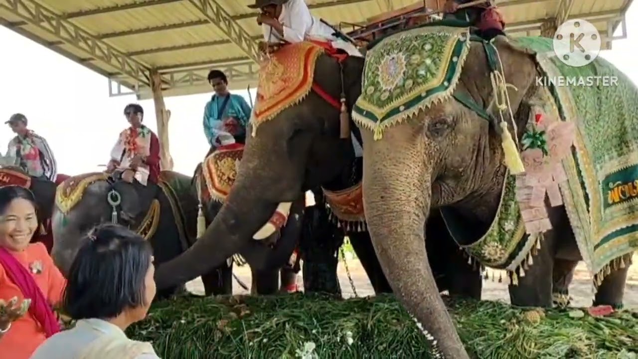 ฤกษ์งามยามดีขึ้นบ้านใหม่ เชอรี่🐘❤️🐘