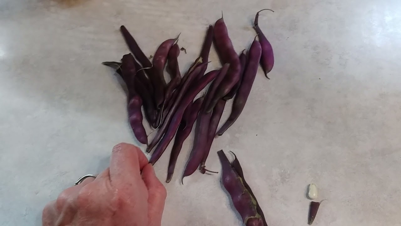 Blauhilde Bean; not too impressed.