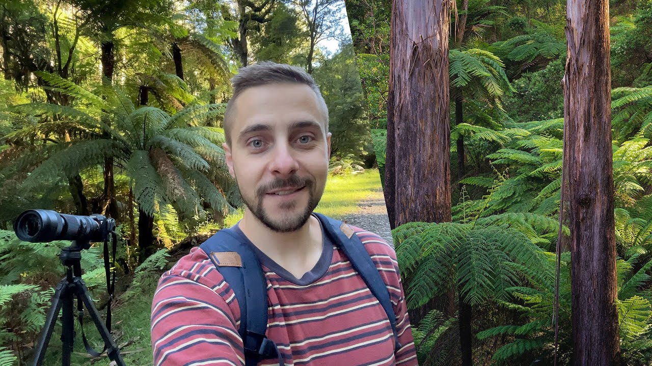 Yarra Ranges Black Spur: Australian Forest Photography