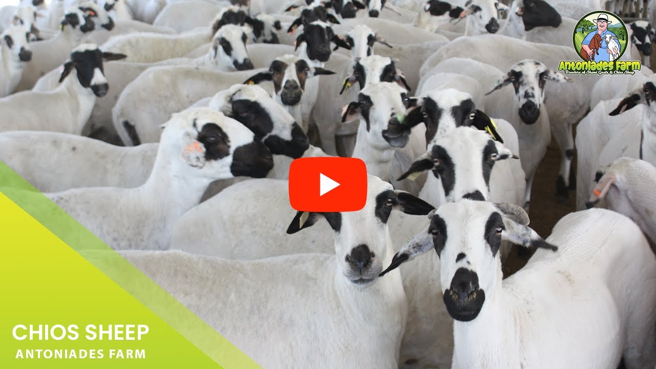 Chios Sheep Antoniades Farm #chiossheep #sheepfarm