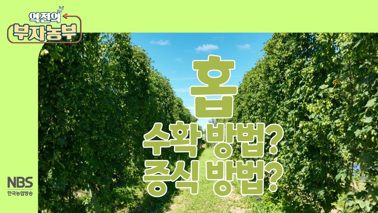 [역전의부자농부 265회] 홉 수확 방법과 증식 방법?