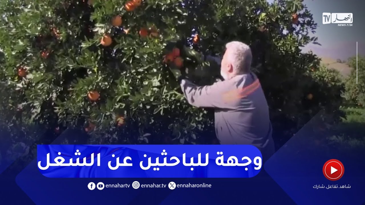 بجاية : وفرة المنتوج في شعبة الحمضيات يستقطب اليد العاملة الموسمية