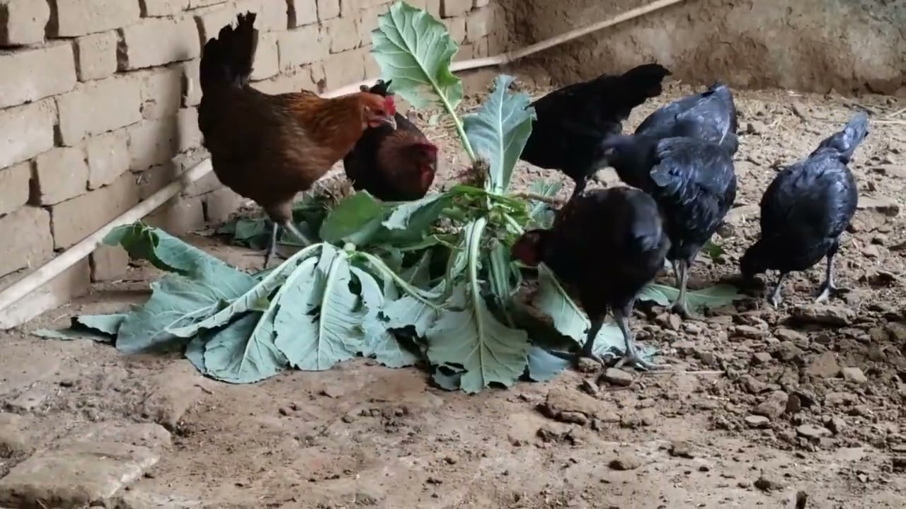Kadak nath murgi harvest 🐔🐔🐓🐓@rajworlofficial     