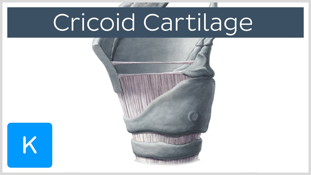Cricoid Cartilage Function and Overview  - Human Anatomy | Kenhub