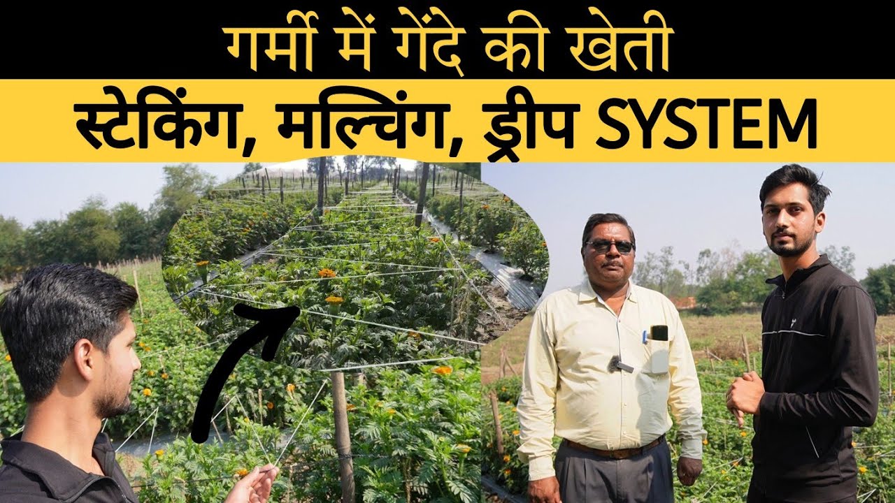 गर्मी में गेंदे की खेती। Marigold Cultivation in Summer Season With Stacking, Mulching, Drip System.