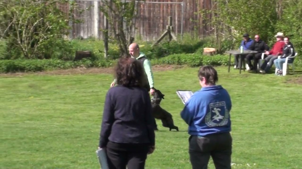 Hasenhirsch Pixie (2,5 Jahre) IBGH1 mit 97 Punkten am 27.04.2025 beim GSV Wittelsbacher Land e.V.