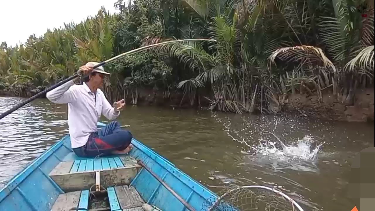 Spot dahan Nipah rebah jadi sarang ikan Mangrove Jack dan Black Bass#Mancing joran bambu