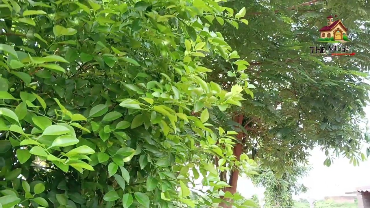 North Gujarat village life#gav #life #video #village 
