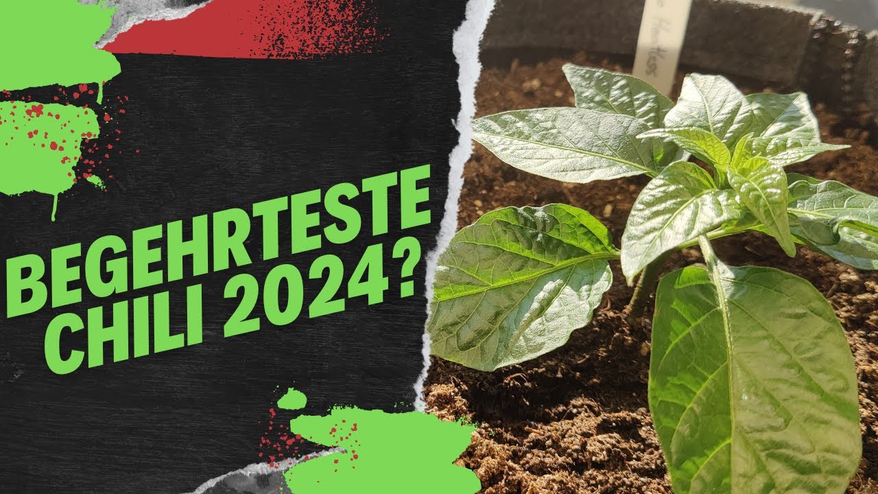 Neue Knaller Sorte in der Post! - Saison 2024 #06