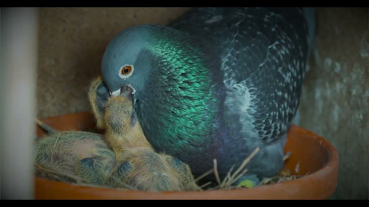 💙 La colombofilia es un deporte INCREIBLE! 😍