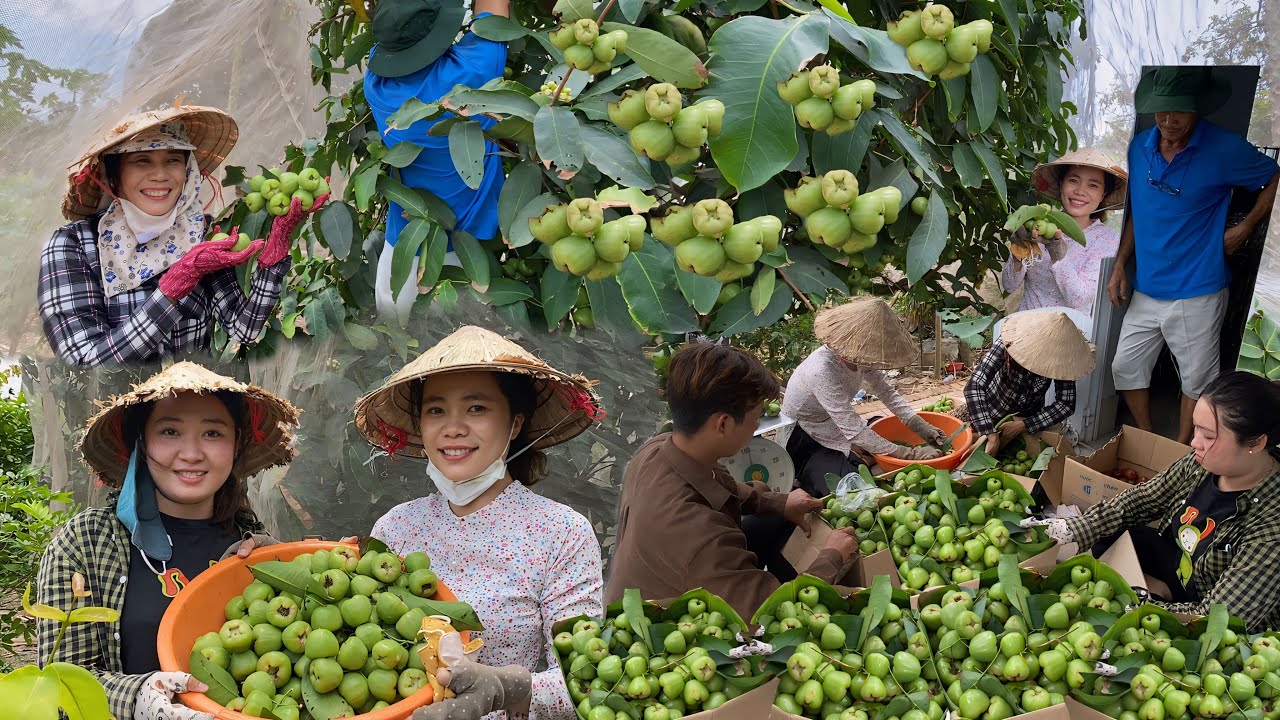 Thu hoạch mận xanh đường trên vườn nhà chú tư trái ngọt như đường | CLN tập 511