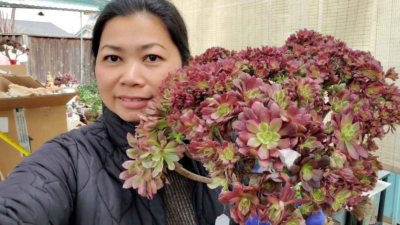 Sen đá bán đẹp 408 834 5979 📞  tết 2026 .02.20 Succulent for sale Aeonium 